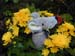 Herbstblumen