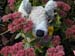 Herbstblumen1
