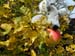 Im_Apfelbaum