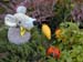 Im_Herbstgarten