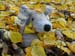Im_Herbstlaub