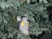 Im_Tannenbaum